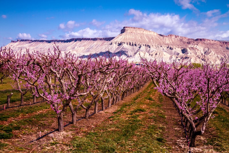 Grand Junction Colorado